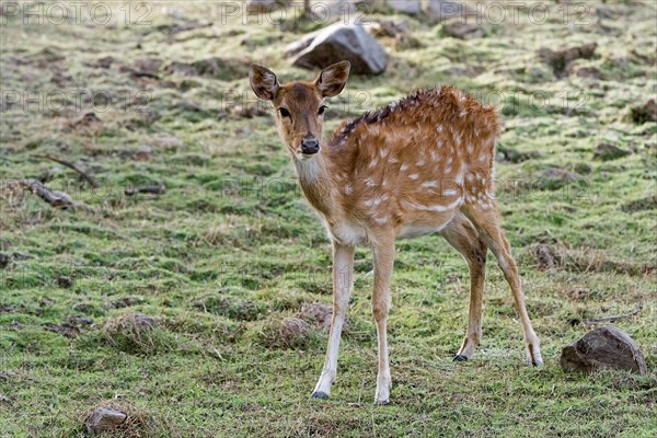 Chital (Axis axis) in the dry forest