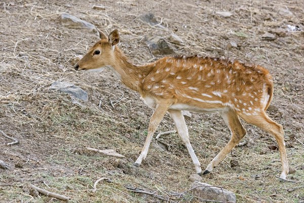 Chital (Axis axis) in the dry forest