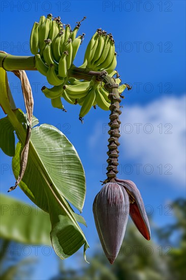 Banana (Musa ensete)