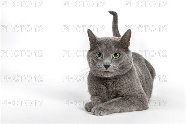 Breedcat Russian Blue (Felis silvestris catus)