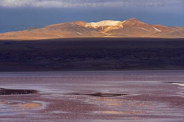 Laguna Colorada with flamingos