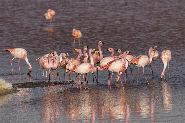 Andean Flamingos (Phoenicoparrus andinus) in the Laguna Colorada