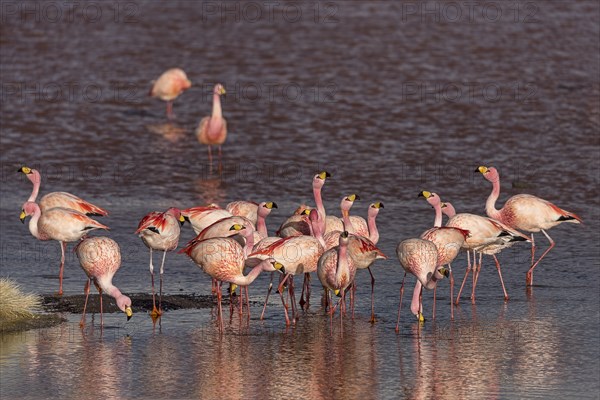 Andean Flamingos (Phoenicoparrus andinus) in the Laguna Colorada