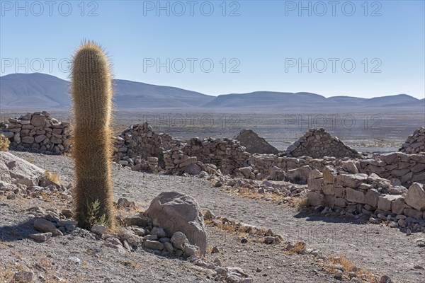 View with cactus on San Pedro de Quemes