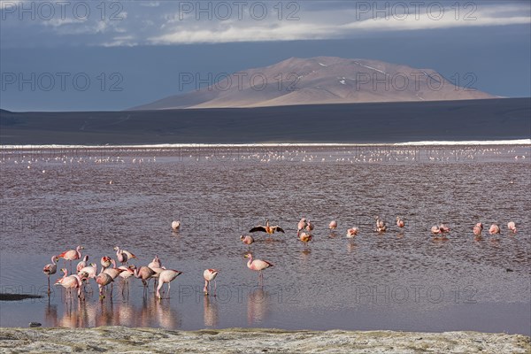 Andean Flamingos (Phoenicoparrus andinus) in the Laguna Colorada
