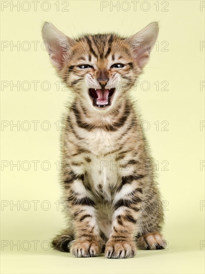 Breedcat Toyger (Felis silvestris catus)