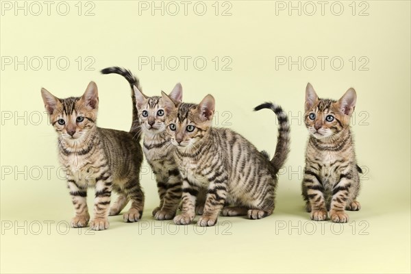 Breedcat Toyger (Felis silvestris catus)