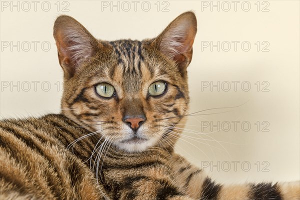 Breedcat Toyger (Felis silvestris catus)