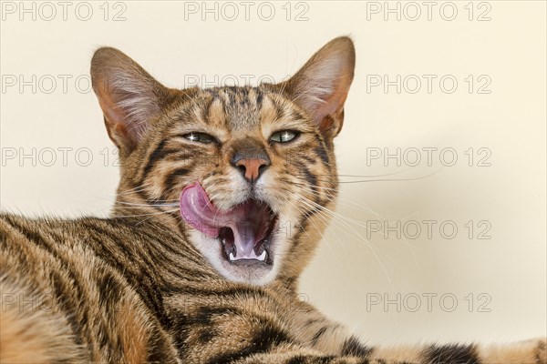 Breedcat Toyger (Felis silvestris catus)