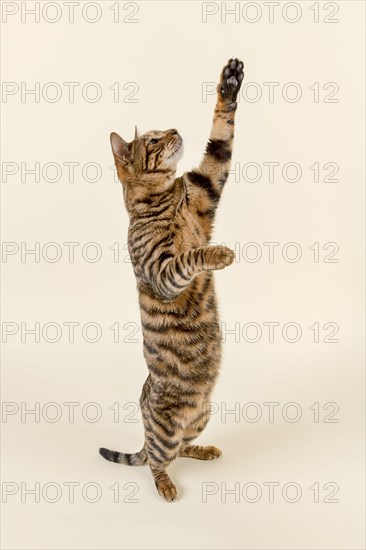 Breedcat Toyger (Felis silvestris catus)