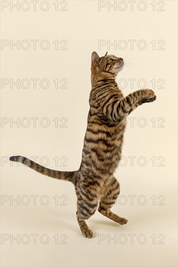 Breedcat Toyger (Felis silvestris catus)