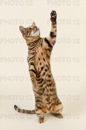 Breedcat Toyger (Felis silvestris catus)