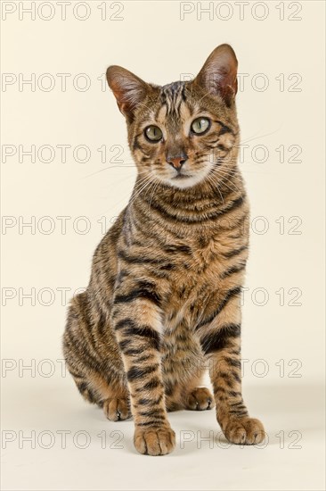Breedcat Toyger (Felis silvestris catus)