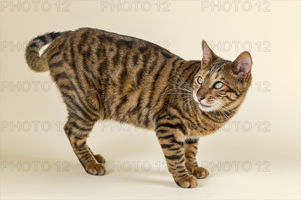 Breedcat Toyger (Felis silvestris catus)