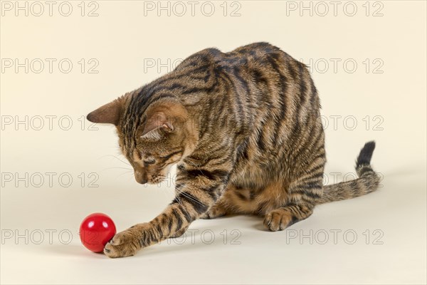 Breedcat Toyger (Felis silvestris catus)