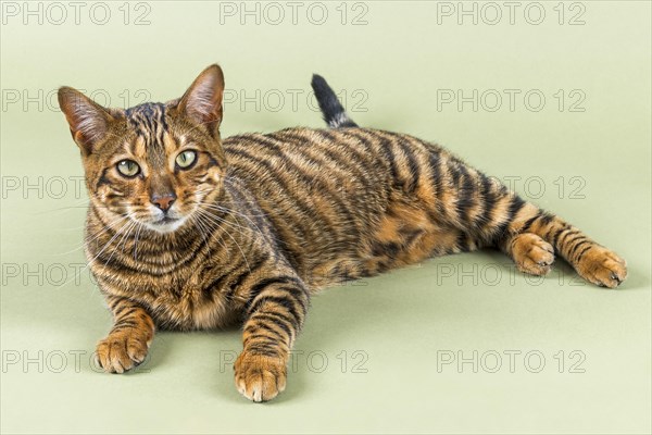 Breedcat Toyger (Felis silvestris catus)