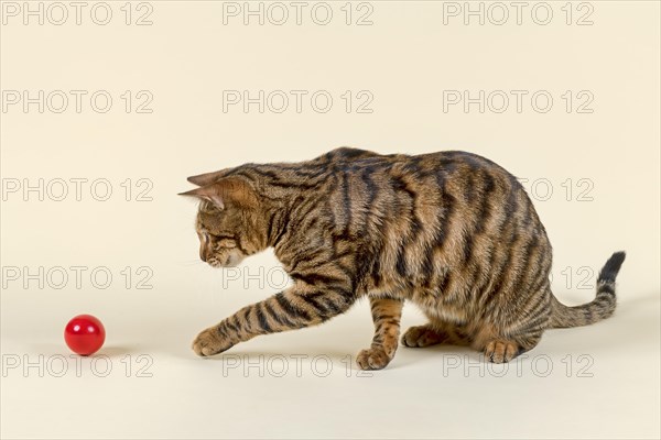 Breedcat Toyger (Felis silvestris catus)