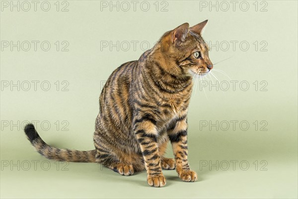 Breedcat Toyger (Felis silvestris catus)