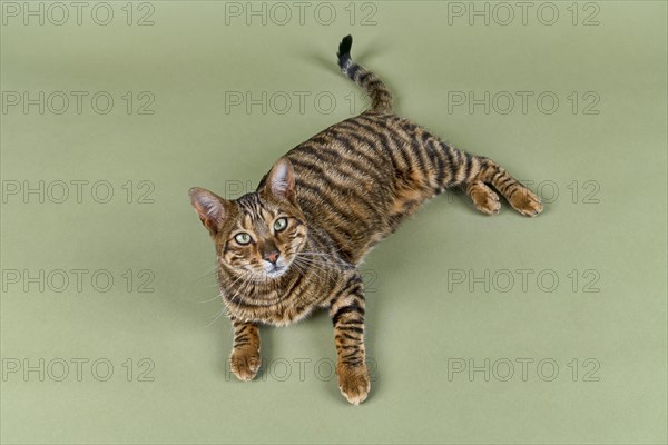 Breedcat Toyger (Felis silvestris catus)