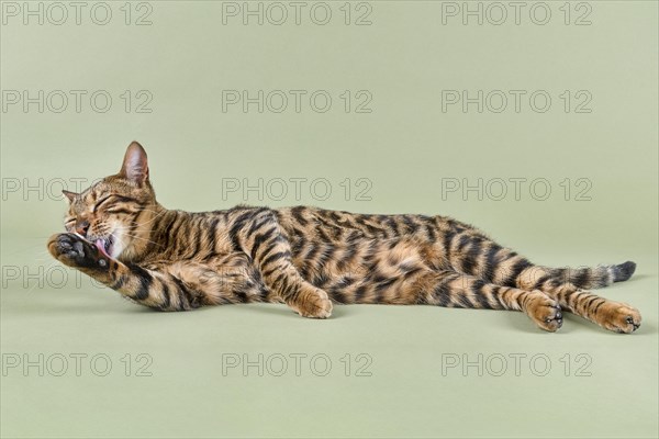 Breedcat Toyger (Felis silvestris catus)