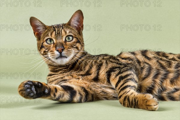 Breedcat Toyger (Felis silvestris catus)