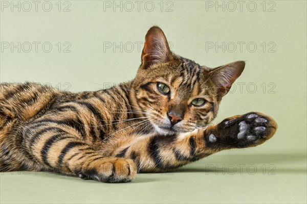 Breedcat Toyger (Felis silvestris catus)