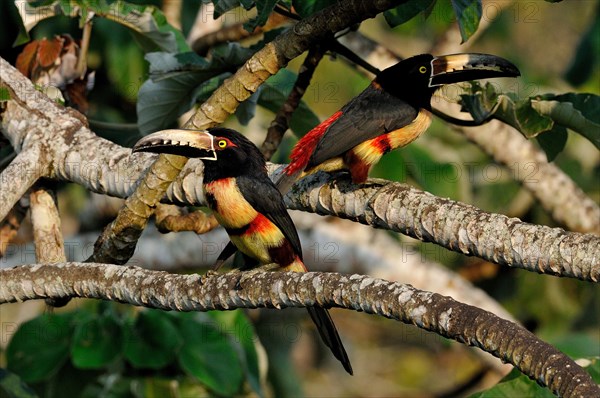 Two colorful Collared aracaris (pteroglossus torquatus)