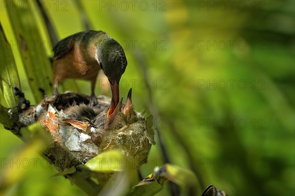 Cinnamon hummingbird (amazilia rutila)