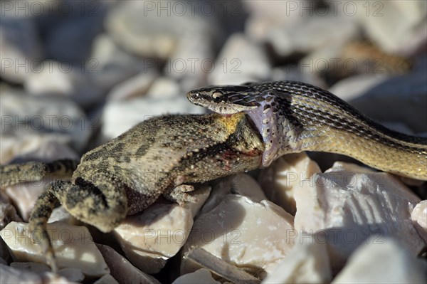 Black-striped Snake (Coniophanes schmidti) with prey