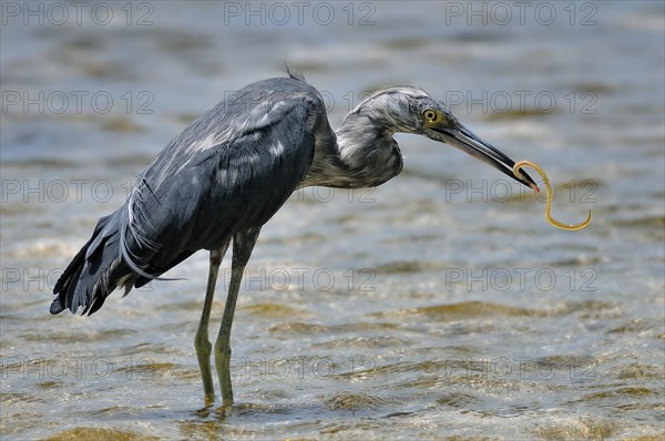 Little Blue Heron (egretta caerulea) standing with prey in water