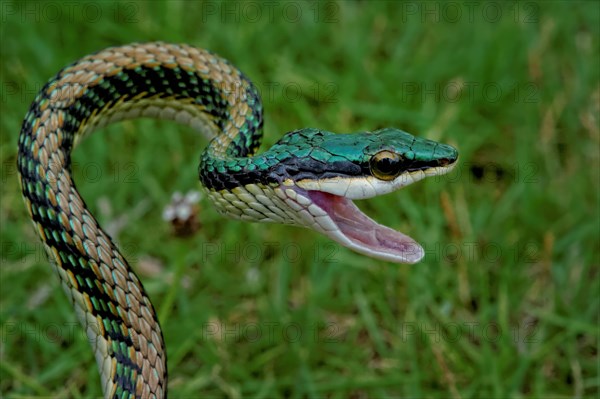 Mexican parrot snake