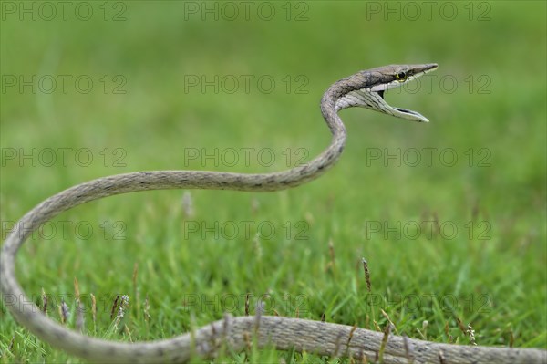 Green Vine Snake (oxybelis aeneus)