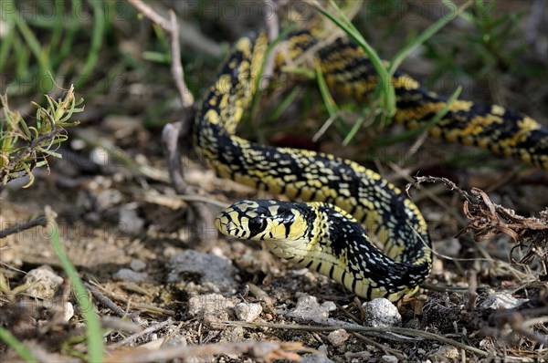 Juvenile tropical Chicken Snake (spilotes pullatus)