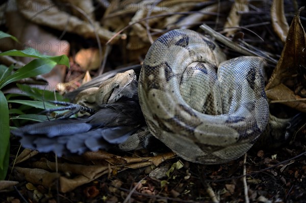 Boa (boa constrictor) coiled with prey