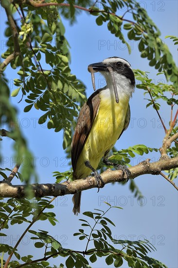 Great kiskadee (pitangus sulphuratus) with worm