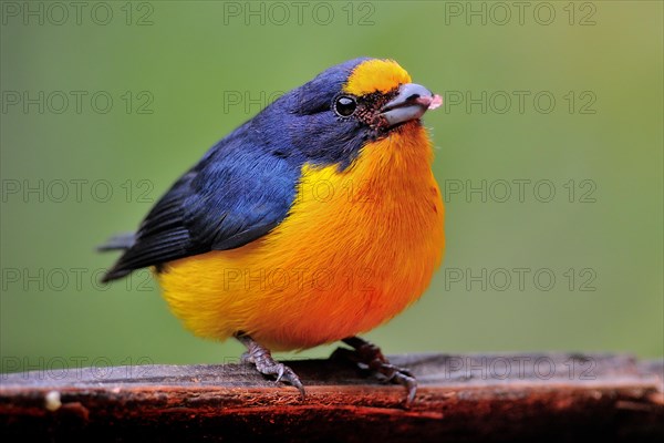 Tiny Yellow-throated euphonia (euphonia hirundinacea)