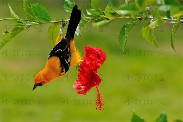 Altamira oriole (Icterus gularis)