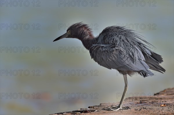 Little Blue Heron (Egretta caerulea)