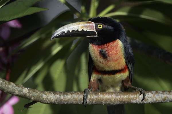 Collared Aracari (Pteroglossus torquatus)