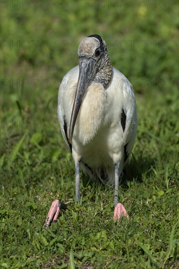 Wood Stork (Mycteria americana) sitting in grass