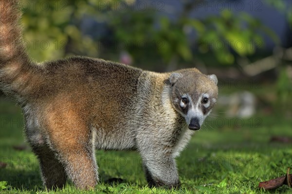 White-nosed coati (Nasua narica)