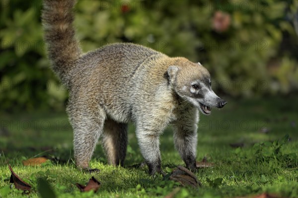 White-nosed coati (Nasua narica)