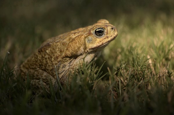 Cane toad Bufo toad (Rhinella marina)