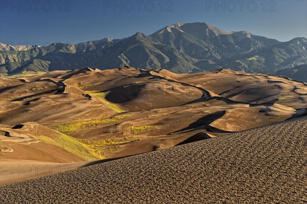 Dune landscape