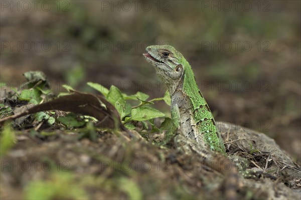 Juvenile Black Spiny-tailed Iguana (Ctenosaura similis) on ground