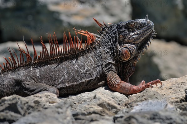 Green Iguana (Iguana iguana) on rock