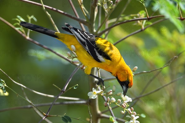 Orange Oriole (Icterus auratus)