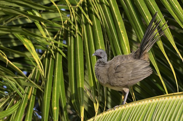 Plain Chachalaca (Ortalis vetula) on a palm leave