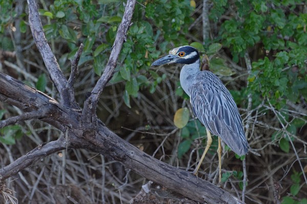 Yellow-crowned night heron (Nyctanassa violacea)