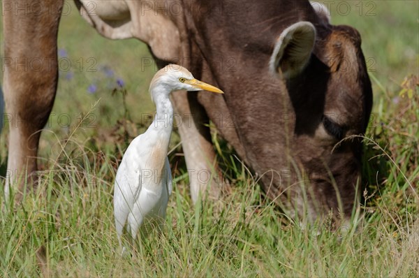 Cattle Egret (Bubulcus ibis) near a cow
